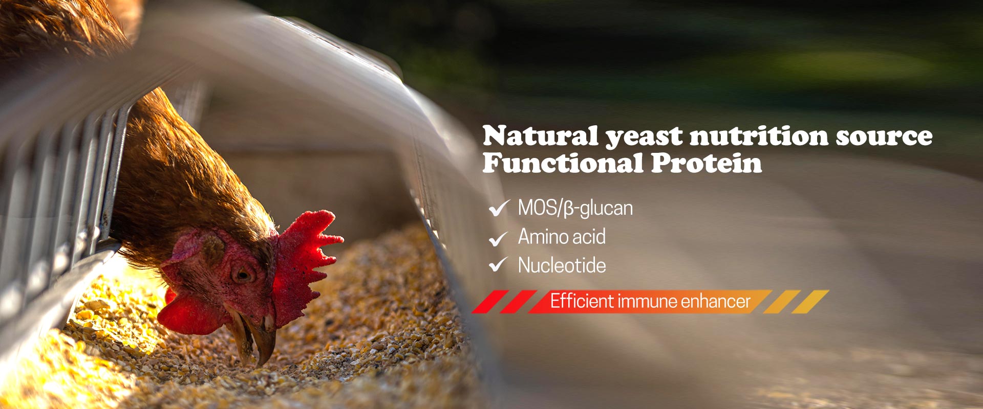 Yeast Powder