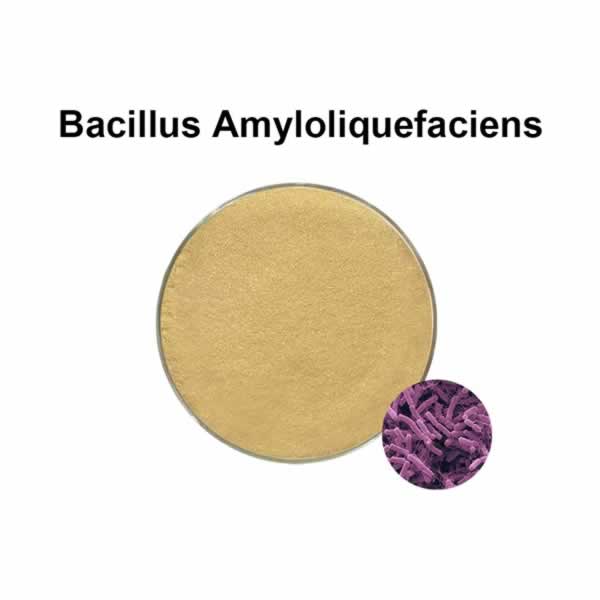 Bacillus amyloliquefaciens