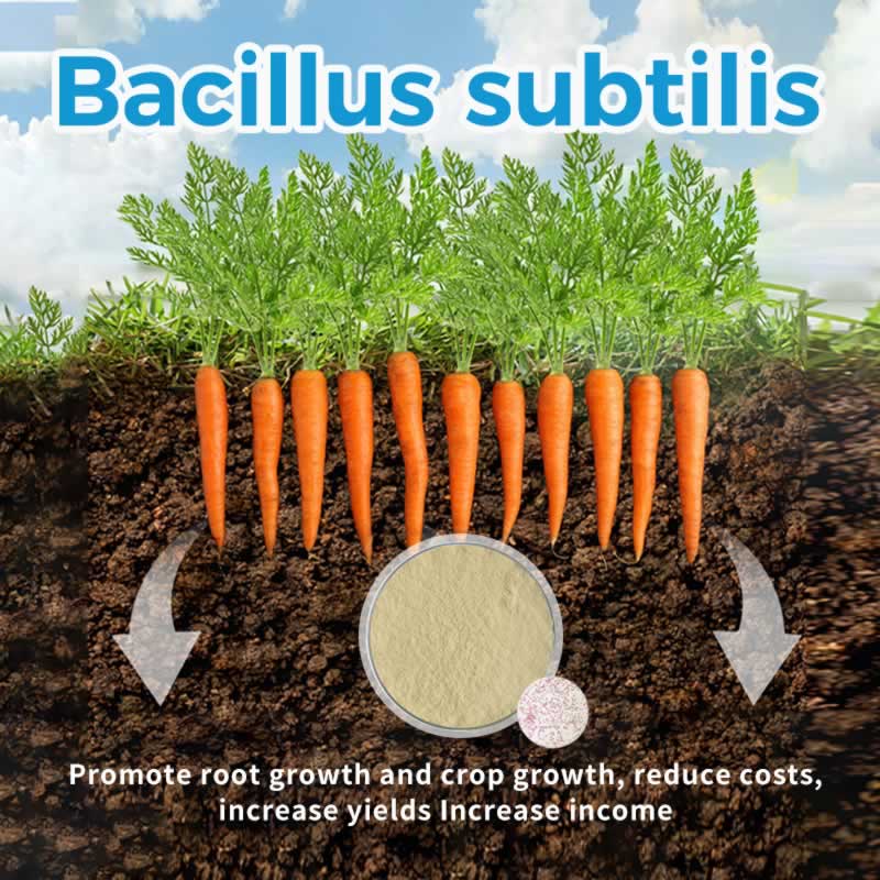 Why Bacillus subtilis Is Transforming Vegetable Farming