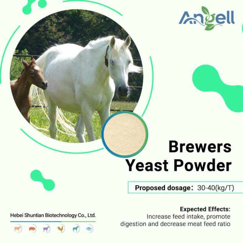 Brewer’s yeast
